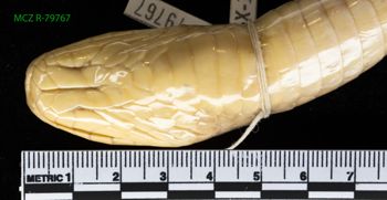 Media type: image;   Herpetology R-79767 Description: Specimen photo;  Aspect: head ventral